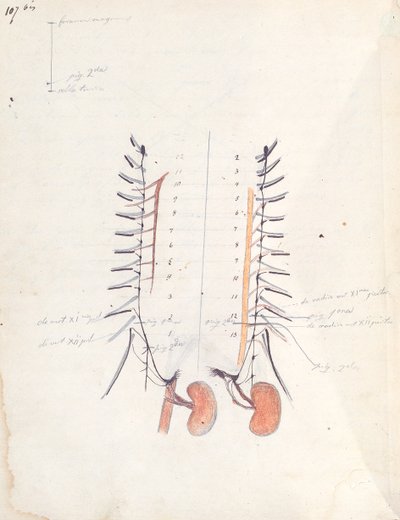 The Kidneys, c.1843 by Claude Bernard